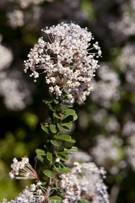 Chap. 6-14, Lompoc Ceanothus, Ceanothus cuneatus var. fascicularis