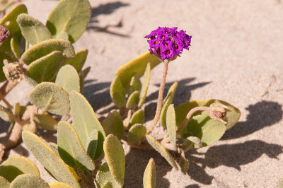 Chap. 4-40, Abronia umbellata, beach sand-verbena-36