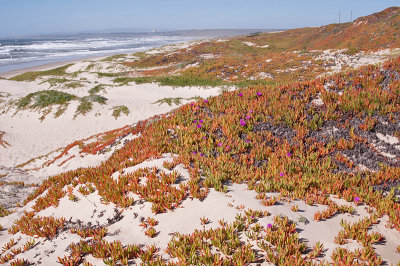 Invasive Ice Plant-38.jpg