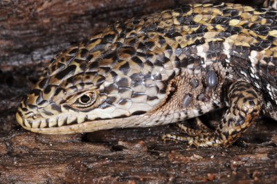 Chap. 6-37, Alligator lizard with ticks