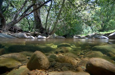 Chapter 9 Picks - Freshwater Wetlands