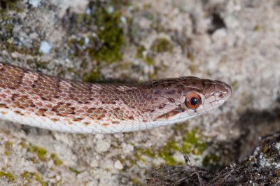 Glossy Snake, Arizona elegans-1
