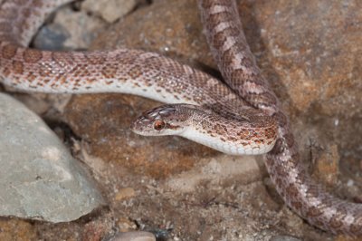 Glossy Snake, Arizona elegans-2