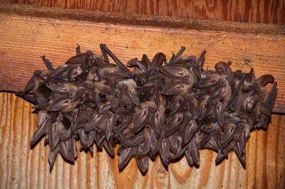 Townsend's Big-eared Bat; Corynorhinus townsendii-1
