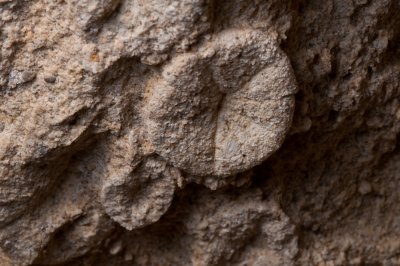 Chap. 2-8, Fossil Sand Dollars-1