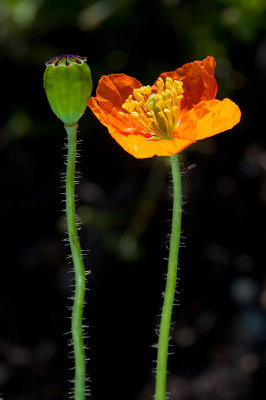Chap. 6-21, Fire Poppy DSC_0097
