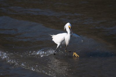 Chap. 5-26, Snowy Egret
