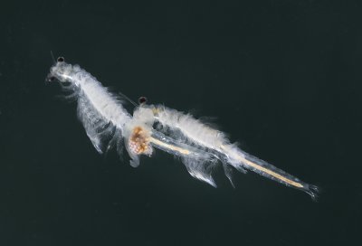 Fairy Shrimp.jpg