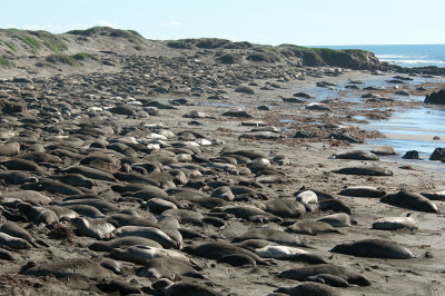 Chap. 3-13, Northern Elephant Seal Colony at Piedras Blancas