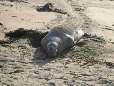 Northern Elephant Seal bull (photo by author)