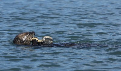 Southern Sea Otter eating Pismo Clam 070107_RCG_0228.jpg Robert C. Goodell