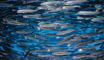 Chap. 3-10, Northern Anchovies (Engraulix mordax)