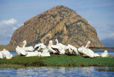 Chap. 5-24, White Pelicans-Morro Rock