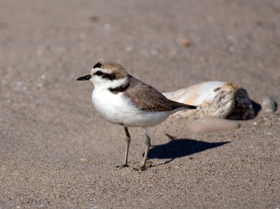 Chap. 4-43, Plover