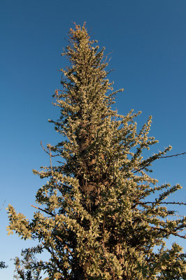 Boojum Tree, Fouquieria columnaris, a relative of Ocotillo