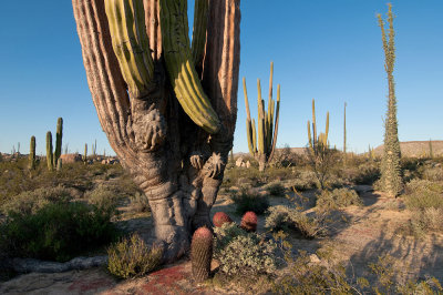Cardon Cactus, Pachycereus pringlei