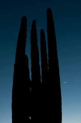 Moonset, Cardon Cactus