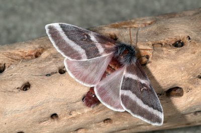 Hemileuca Buck Moths were attracted to our blacklight.