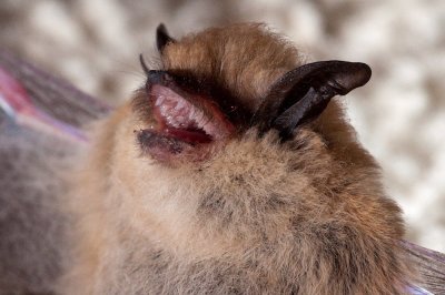 Western Pipistrelle bats were flying around catching the buck moths.
