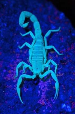 Centruroides scorpion we found using ultraviolet light.