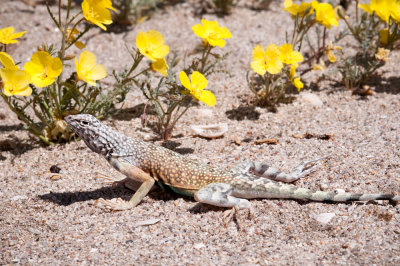 Western Zebra-tailed Lizard