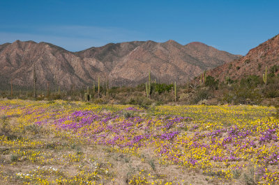 We were in Baja at the peak of wildflower season