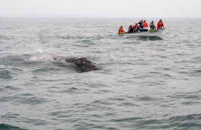 Mother Gray Whale