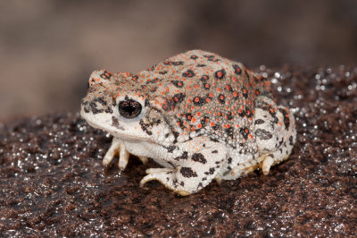 Red-spotted Toad