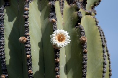 Cardon Cactus flower
