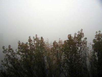 Lost in the fog... (30 meter high tree)