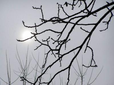 February 07, Sun obscured by the winter storm