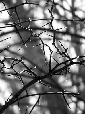 February 13, Branches web