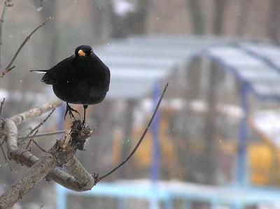 February 17, Blackbird in the snow