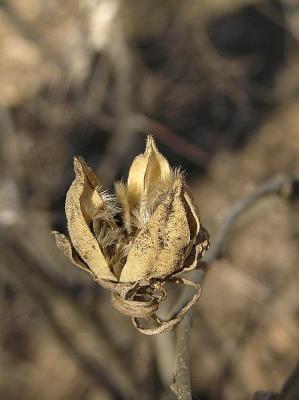 February 25, Seeds for the Spring