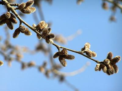 Spring at noon