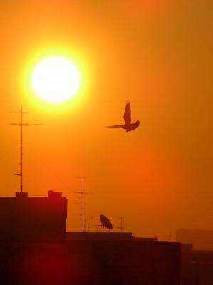 Morning flight