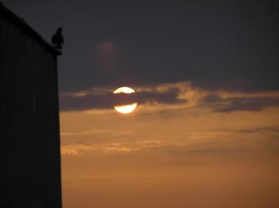 Watching the sunrise together with a Dove