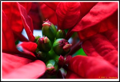 Euphorbia pulcherrima (julstjrna)