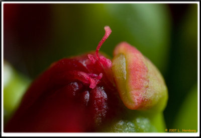 Euphorbia pulcherrima (julstjrna) 4:1