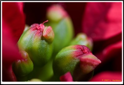 Euphorbia pulcherrima (julstjrna) 2:1