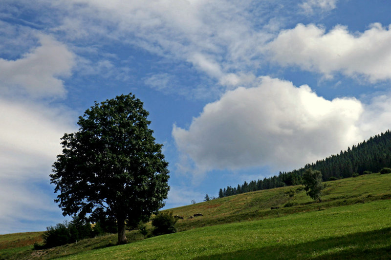 un arbre isolé.