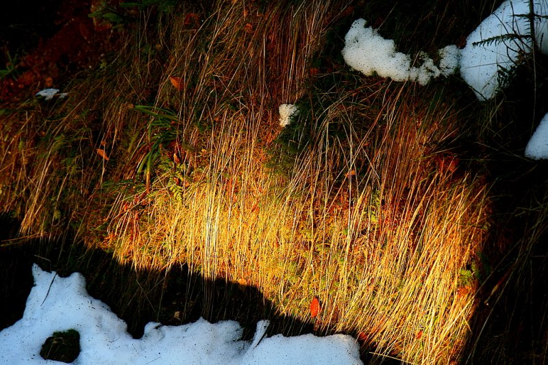 grass and snow