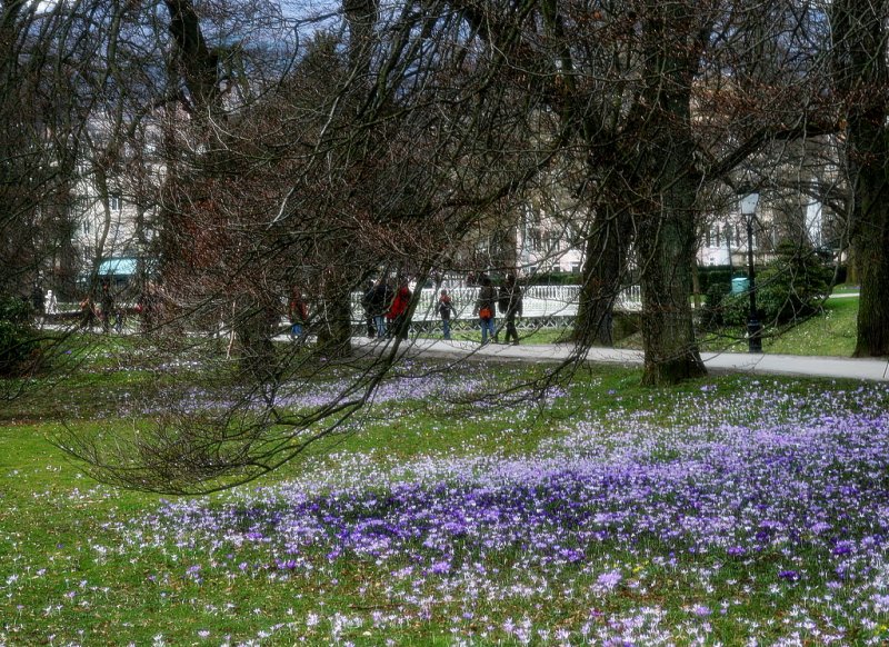 the park