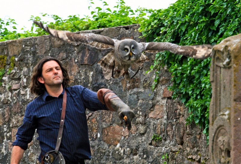 owl