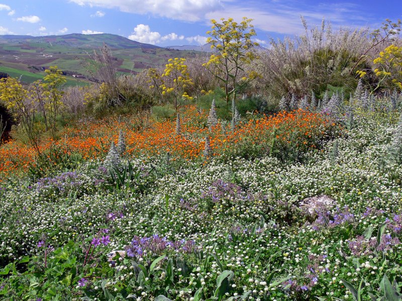 primavera