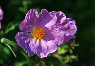 purple rockrose