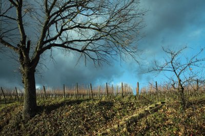 vineyard in winter