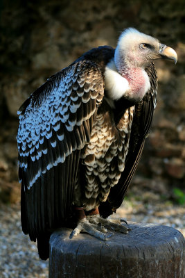 vautour noir