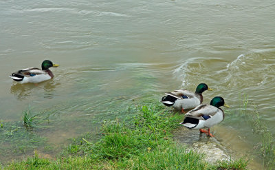 les canards colvert sur la Loire.