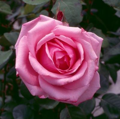 rose andalouse